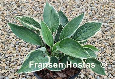 Hosta And You and I